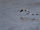 Cygnes, oies et canards